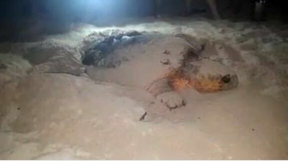 En 75 años primera tortuga que llega a desovar en playas de Roatán