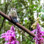COLIBRI