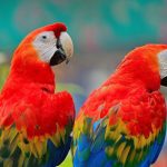 Guacamaya-Roja-01-1024x678-1