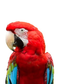 Guara